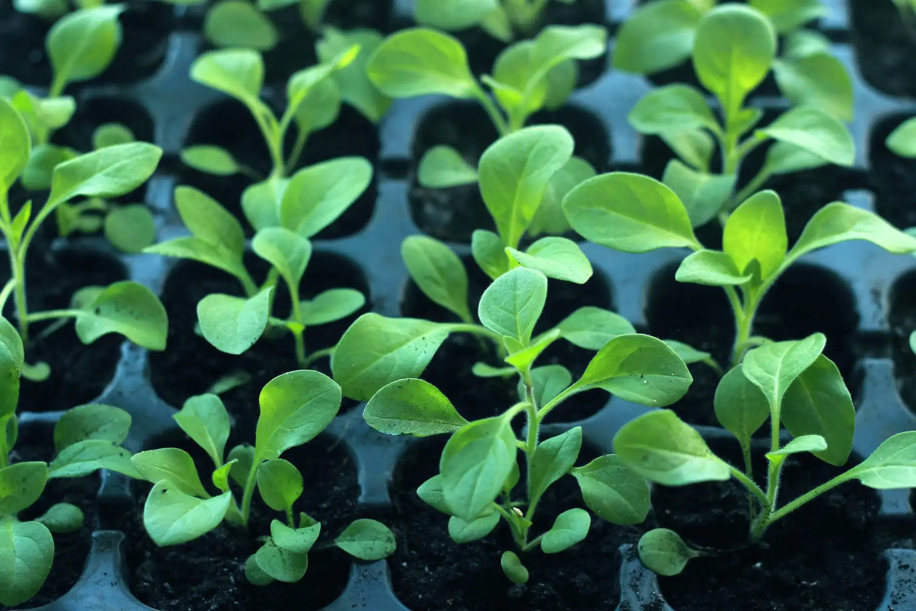 生物护肤技术研发新趋势：广州羽林以美丽云集平台驱动产业升级