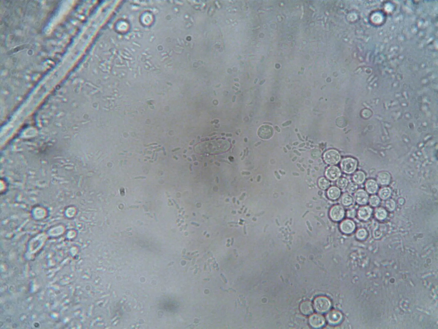 广州羽林生物技术美丽云集平台护肤品研发技术路线解析正文配图 1